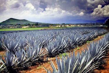 Agaves y Tequila